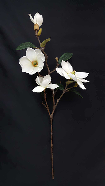 MAGNOLIA