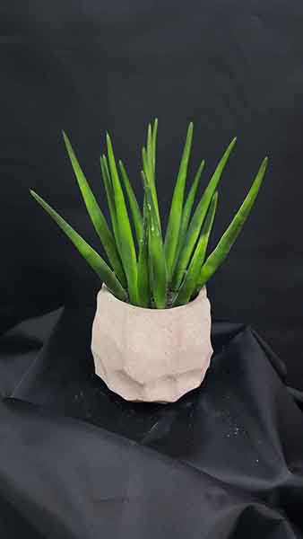 SANSERVIERIA