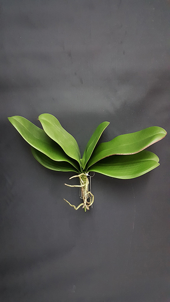 ORCHID LEAVES