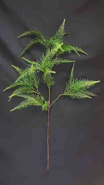 PTERIS