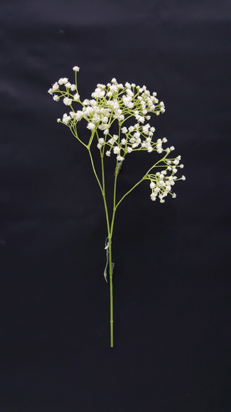 GYPSOPHILA