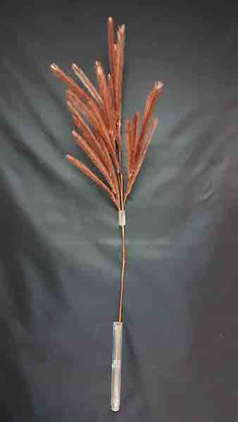 CORTADERIA
