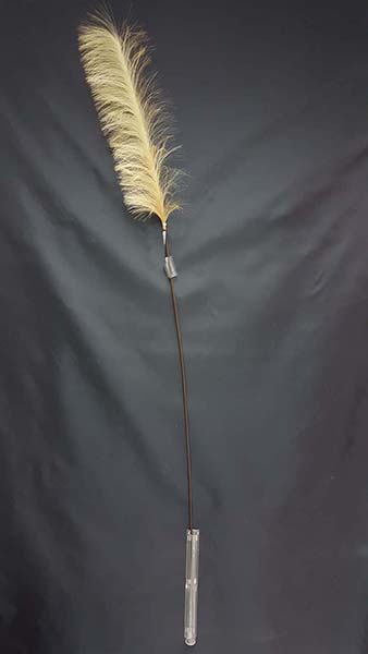 CORTADERIA