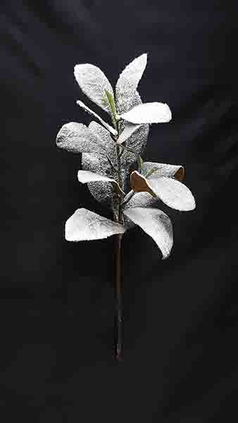 MAGNOLIA LEAF