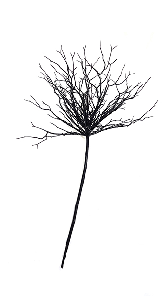 POPULUS