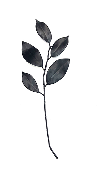 FICUS LEAF