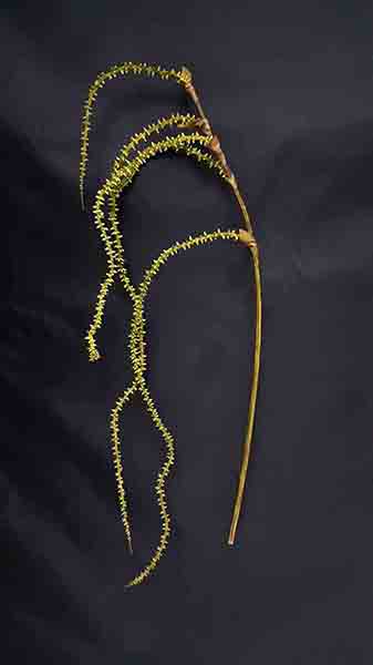 KNOTTY WILLOW