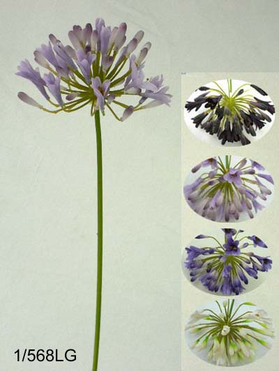29 inches Large agapanthus spray w/17 fls & 40 bud.