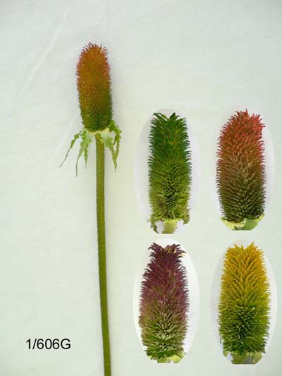 28 inches Seed pod stem.