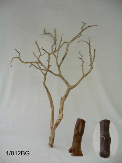 27 inches Wood twig