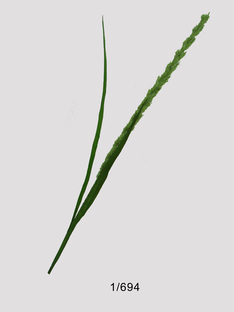 Sell 29.5 inches FLOCKING PLANT W/2 LVS