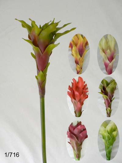 Sell Protea-bromilliard stem.