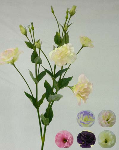 Sell 33 inches Large eostoma spray. (coating stem)