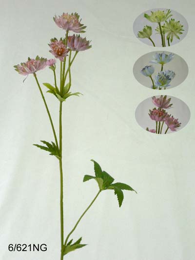 Sell 25 inches Masterwort spray x 6