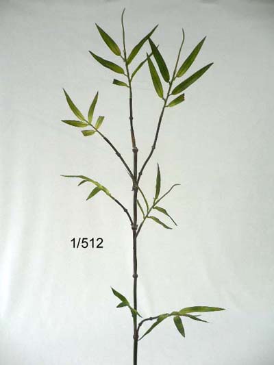 Sell 39 inches Bamboo w/7 lvs.