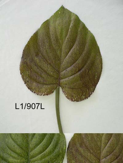 Sell 36 inches LARGE PHILO DENDRON