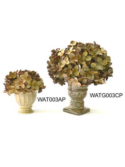 Sell 5.5 inches HYDRANGEA POTTED; 9 inches HYDRANGEA, POTTED