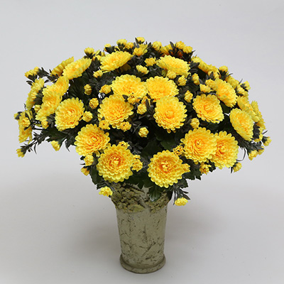 38cm Mixed Small Mum/Mum Bud/Powdered Plastic Leaf Bush X 42