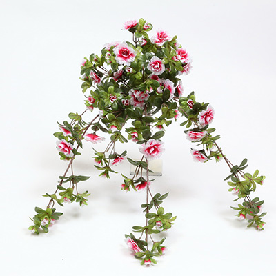 Belgium Azalea Bush Vine X 8