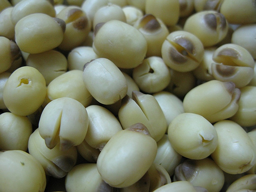 Lotus seeds