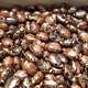 Fresh Castor Bean Seeds For Cu