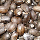 Jatropha High Yield Variety Seeds For Hot Sale