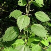 6, 7-dihydroxybergamotin (info14 At Lgberry Dot Com Dot Cn )