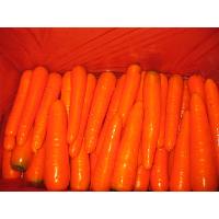 Sell Fresh chinese carrot