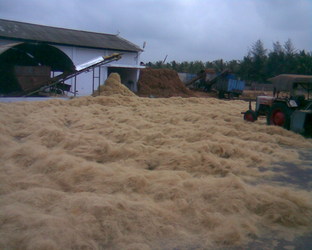 Coconut Fiber