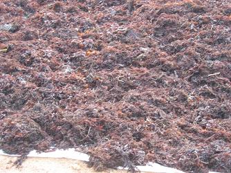 Sargassum Seaweed