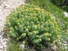 Rhodiola Crenulata P.e.
