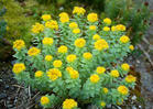 Rhodiola Rosea P.e.