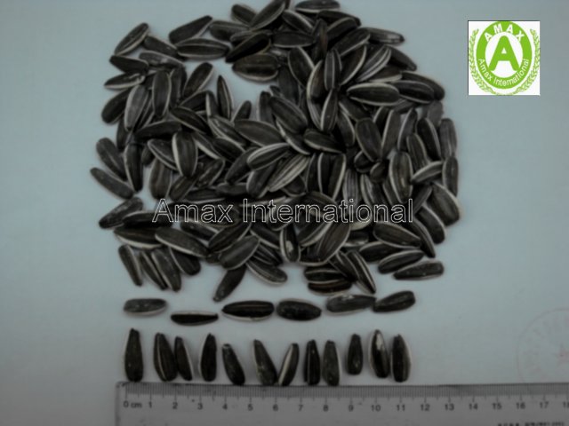 Sunflower Seeds(2010 New Crop)