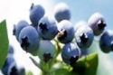 Bilberry Extract
