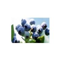 Sell Bilberry Extract