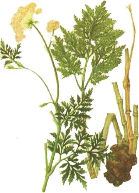 Szechwan Lovage Rhizome Extract