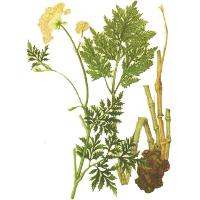 Sell Szechwan Lovage Rhizome Extract