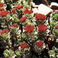 Rhodiola Rosea P.e.
