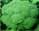 Fresh Broccoli