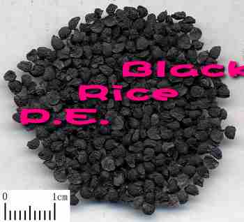 Black Rice Plant Extract 25% 40%（hplc）