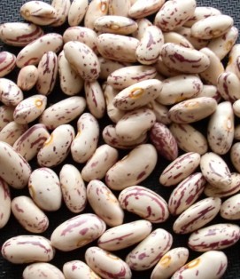 Light Speckled Kidney Beans