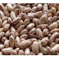 Sell Light Speckled Kidney Beans