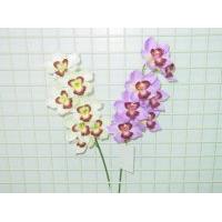 ORCHID SPRAY