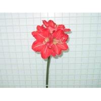 MP AMARYLLIS X 5