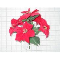 VELVET POINSETTIA