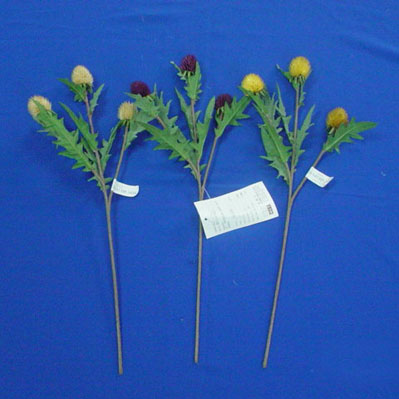 44 CM ERYNAIUM SPRAY W/3 SEEDS