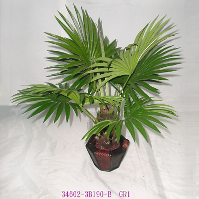 2' FAN PALM TREE IN POT