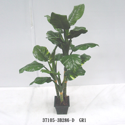 5' POTHOS TREE W/3 TRUNKS IN POT