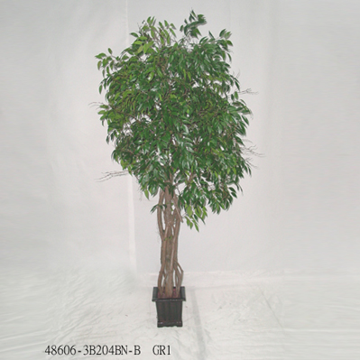 6' RUSCUS TREE W/BAMBOO POT