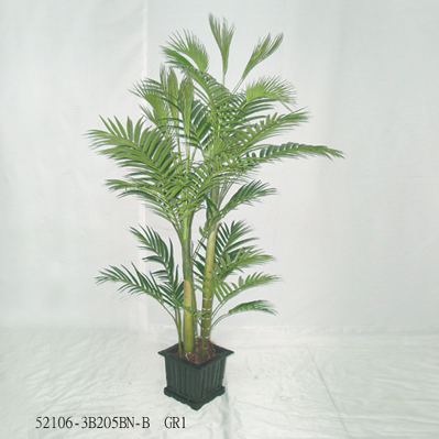 6' NEW ARECA PALM TREE W/POT